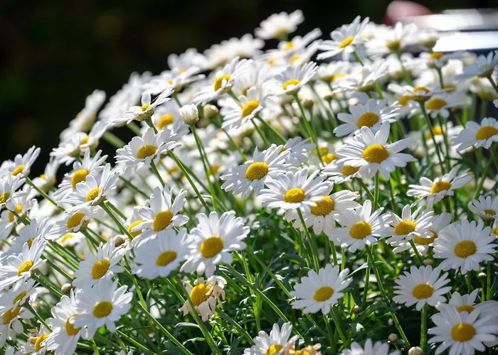 Eggerstueberl Ισγκλ